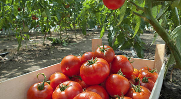Arriva il ladro seriale di pomodori: «Neanche gli orti sono al sicuro»