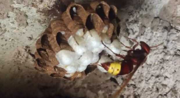 Roma, scoperto un (doppio) nido di vespe Orientalis nella tapparella di una casa a Prati. L’etologo: «Controllate sempre cavità e soffitte»