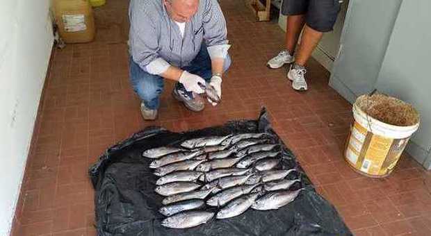 Sequestrati 25 tonnetti rossi nell'area marina di Castellabate, denunciato il pescatore