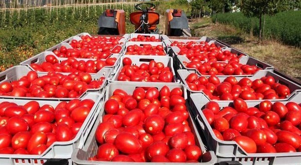 Il ministro Martina: «Etichetta obbligatoria di origine anche per i prodotti derivati dal pomodoro»