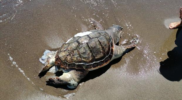 Tartaruga marina trovata morta sulla spiaggia di Pescia Romana