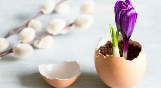 I gusci d'uova possono essere utili alle piante nei nostri appartamenti
