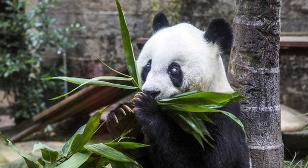 Morto Basi, il panda più vecchio del mondo: "Aveva più di un secolo"