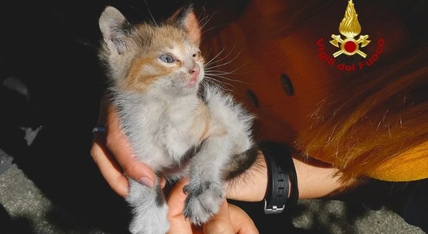 Gatto resta incastrato nel parafango dell'auto per 40 chilometri: sopravvive e viene salvato da vigili del fuoco