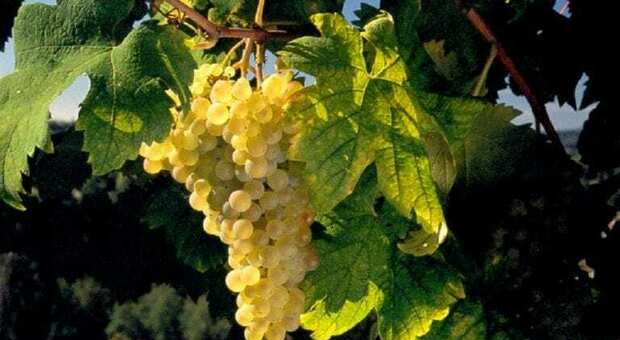 Capitale assicurato, la Marca al primo posto in Italia per l'uva da vino