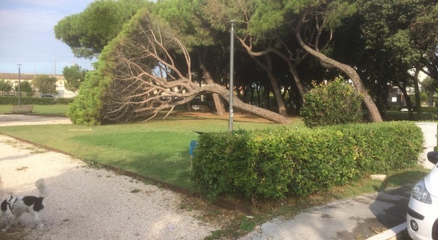 Senigallia, un grosso pino cede di schianto: tragedia sfiorata ai Giardini