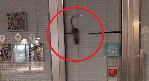 Topo acrobata in vetrina nel negozio appena riaperto a Pescara, lo sconcerto dei passanti
