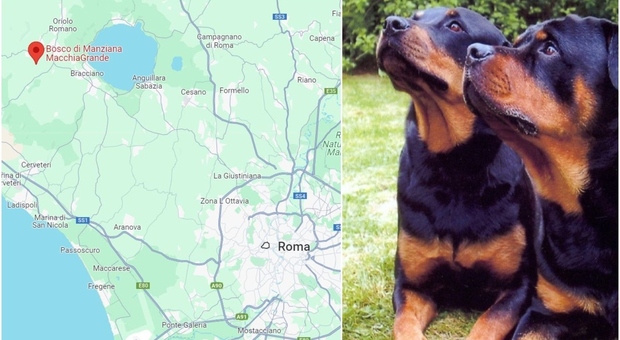 Rottweiler sbrana e uccide un uomo nel parco mentre fa jogging, orrore alle porte di Roma