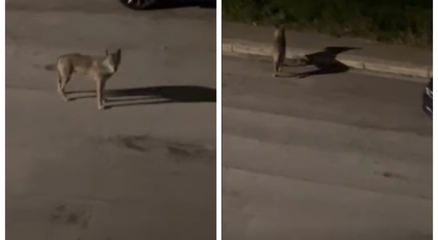 Un cucciolo di lupo si aggira in città, le guardie zoofile: «Invitiamo tutti a mantenere la calma» Video