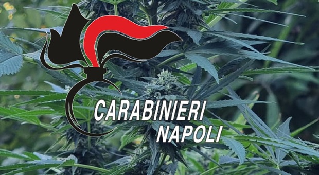 Spinola Forma, 280 piante di marijuana sequestrate e distrutte dai Carabinieri di Gragnano