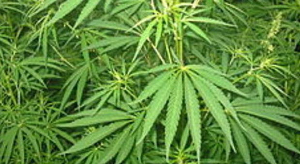 Scoperto con 11 grammi di marijuana, ​viene assolto: "È per uso terapeutico"