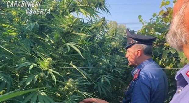 Piantagione di marijuana nascosta da un agrumeto, arrestato 64enne