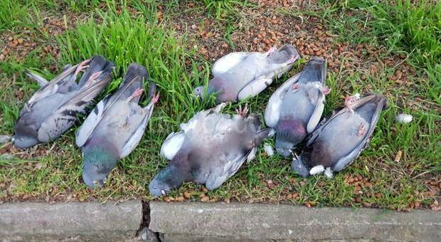 I piccioni uccisi col veleno