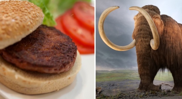 Hamburger vegetale, il Mammut è l'ingrediente segreto: «Gusto unico, sanno di manzo»