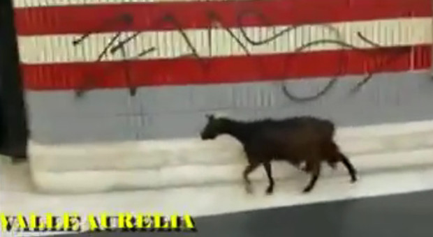 Una capra si aggira nella stazione Metro A di Valle Aurelia