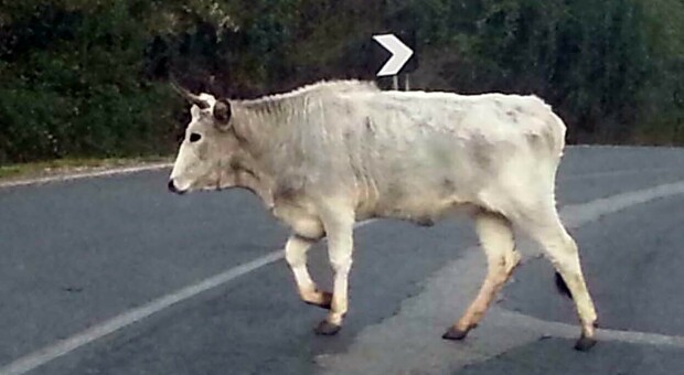 Rocca di Papa. mucche “selvatiche” sulle strade spuntano i cartelli di pericolo