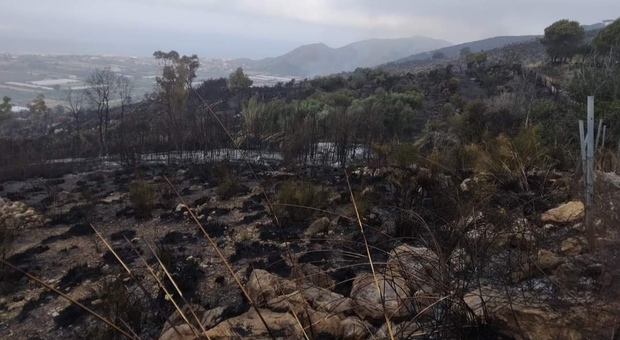 Incendia rifiuti e distrugge gli ulivi, denunciato 87enne nel Salernitano
