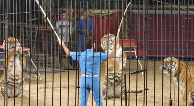 Il circo Togni batte il Comune Sì agli animali esotici nello show