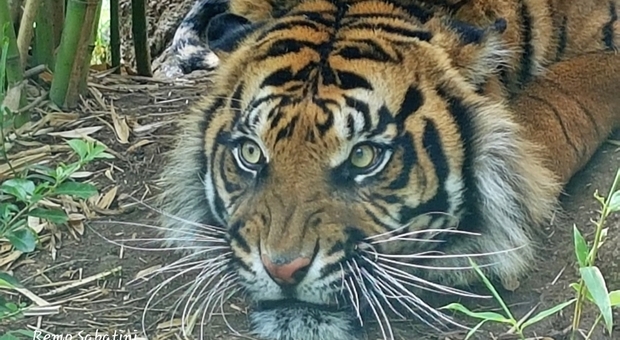 Bracconieri uccidono una tigre di Sumatra incinta di due cuccioli: ne restano solo 400 esemplari