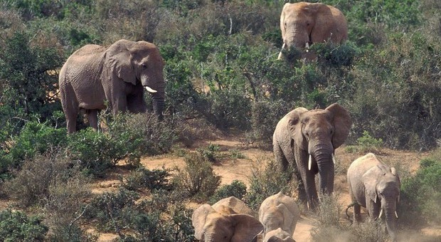India, elefanti infuriati e killer: quattro persone morte in un villaggio