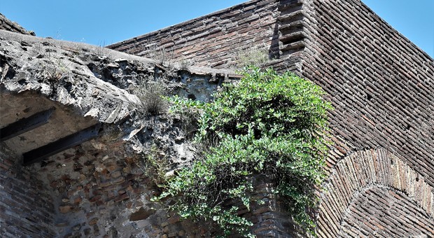 Roma, tutti pazzi per i capperi. Le coltivazioni sulle Mura Aureliane: «Perfetti per la puttanesca»