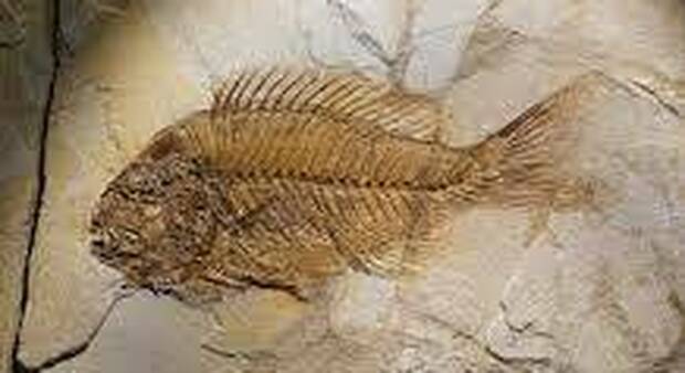 Pesce fossile di 48 milioni di anni fa scoperto sui Lessini: nuova specie che viveva nella laguna tropicale