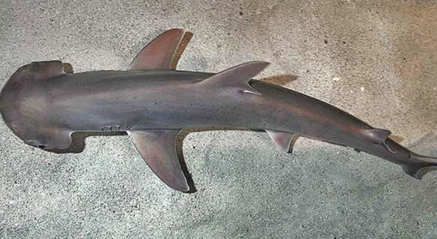 Scoperto il primo squalo (quasi) vegetariano: il 60% della sua dieta è costituito da alghe