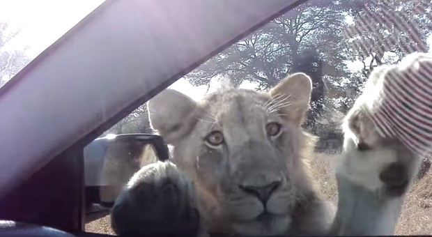 Incontro ravvicinato col leone in auto, le immagini impressionanti nella riserva naturale