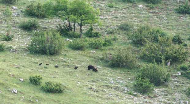 Frosinone, spettacolo nel Parco nazionale. Due foto storiche: mamma orsa con quattro cuccioli
