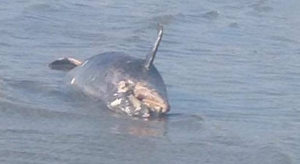 Brutta sorpresa sulla spiaggia al Lido: c'è un delfino morto sulla riva