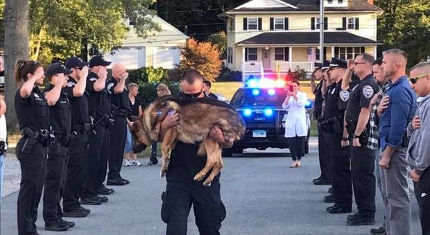 L'ultimo straziante saluto ad Hunter, il cane poliziotto malato di cancro