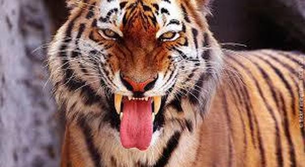 Domatore del circo Orfei ucciso da quattro tigri a Bari: choc durante le prove. Animali sequestrati e trasferiti allo zoo