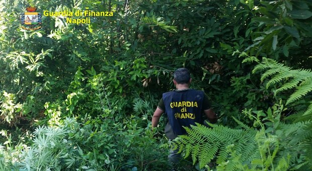 Napoli, sequestrate a Pianura 50 piante di marijuana ognuna da 500 grammi