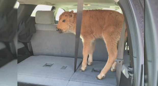 Il cucciolo di bisonte caricato sul Suv dai turisti