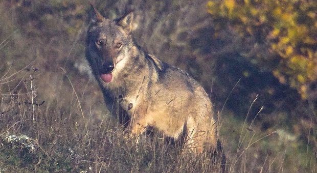 Rieti, Federcaccia denuncia: «Cane sbranato da branco di lupi vicino Cantalice»