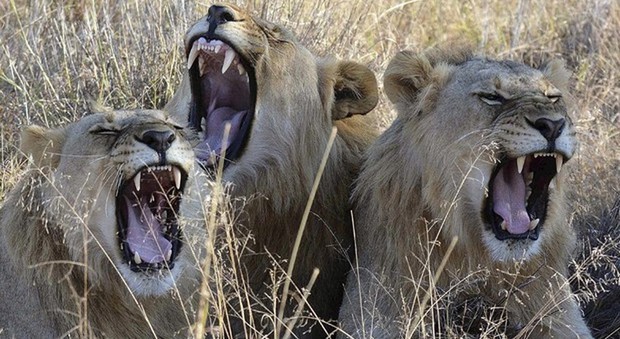 Assistente di uno zoo australiano versa in condizioni critiche dopo essere stata attaccata da due leoni
