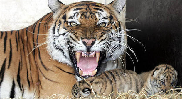 Tigre femmina allo zoo di Londra uccisa dal maschio appena arrivato nel recinto