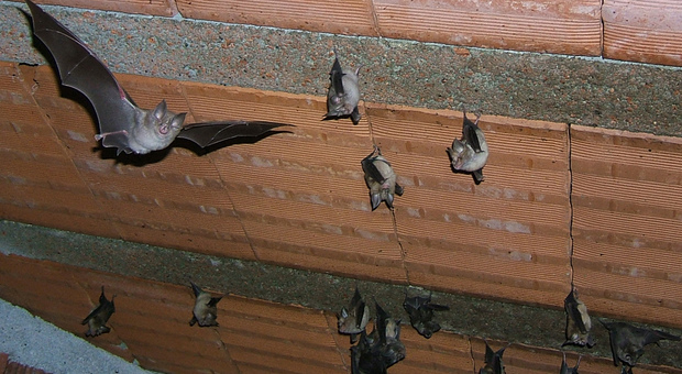 La casa dei pipistrelli in Friuli