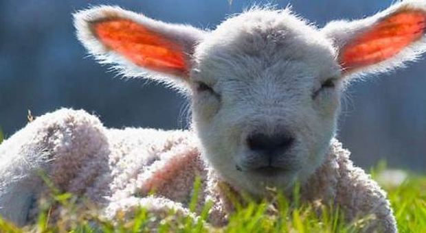 Pasqua, scatta l'allarme agnello: «Metà arrivano dall'estero»