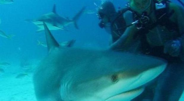 Hawaii, squalo attacca e uccide una donna mentre fa snorkeling