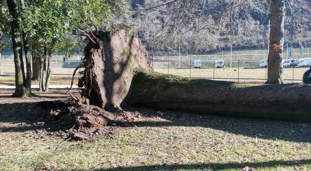 Il vento abbatte l'antico cedro nel parco Favorita a Valdagno