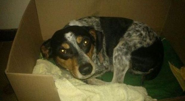 Maltrattamenti a un cane, denuncia alla procura dell'associazione difesa animali