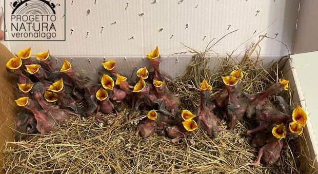 I trentadue uccellini appena nati buttati nella spazzatura. (Immag pubbl su Fb dall'associazione Progetto Natura Verona Lago)