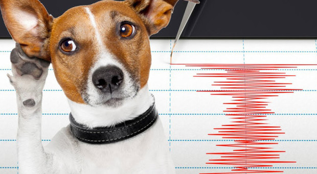 Cani e gatti sentono prima il terremoto: ecco il motivo