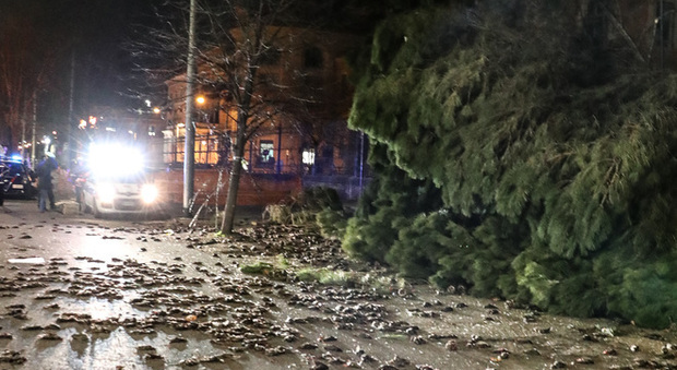 L'albero caduto davanti al Policlinico Umberto I