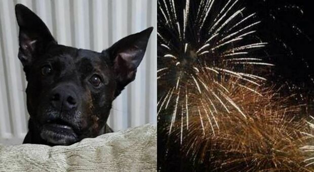 Cane muore di paura per i fuochi d'artificio: «Tremava, fin quando il suo cuore non ha retto più»