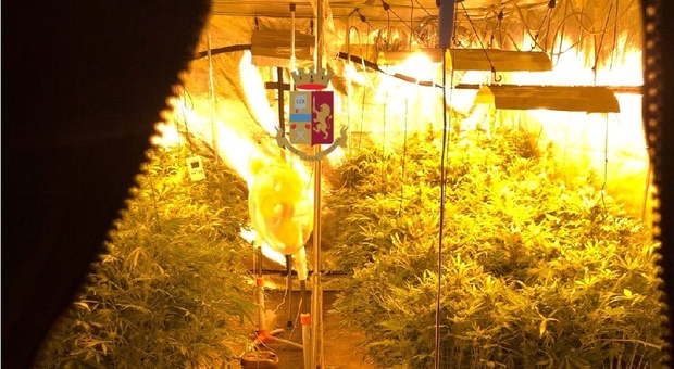 Napoli, blitz a Pianura: scoperta mega serra con 96 piante di marijuana, un arresto