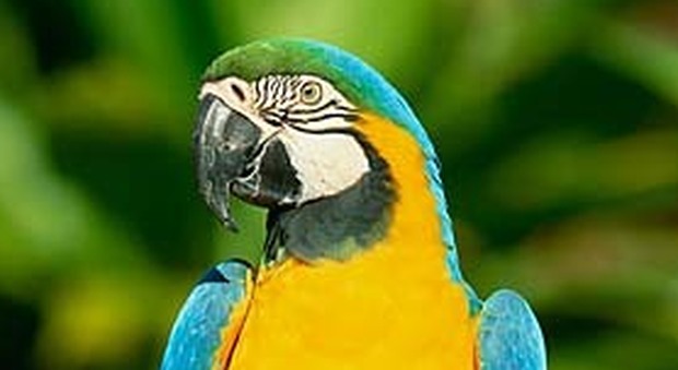 L'ultimo pappagallo Ara di Rio cerca un compagno