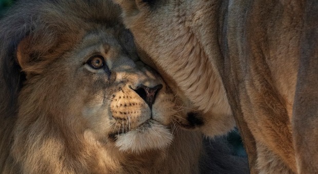 È morto Alex, il leone dello zoo di Lignano: lui e Amalia erano inseparabili. L’affetto della rete