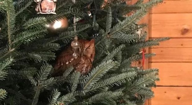 Gufo vivo dentro l'albero di Natale: credevano fosse una decorazione